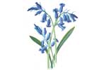 Hyacinth