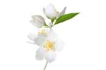 Jasmine Note