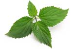 Patchouli