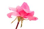 Turkish Rose